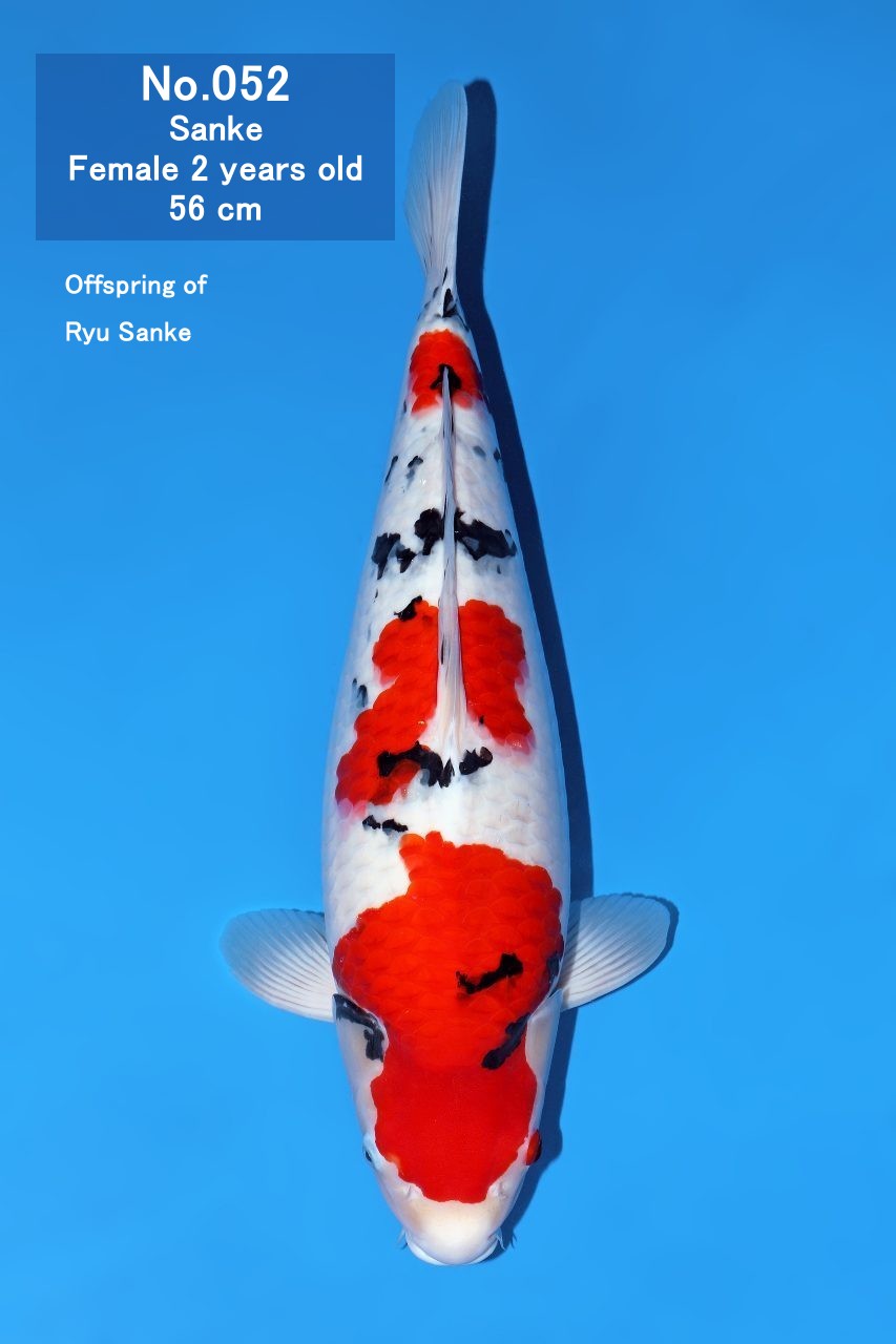 Koi