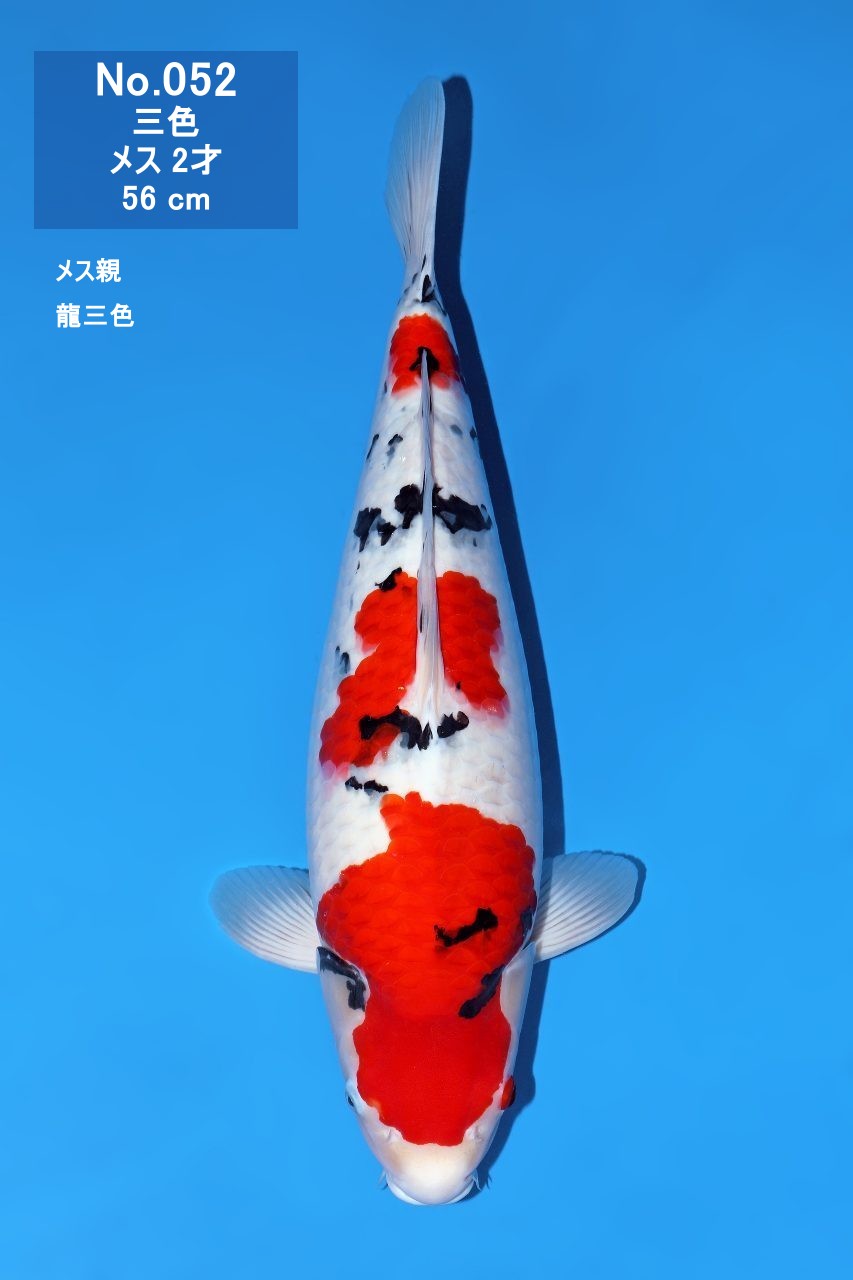 鯉