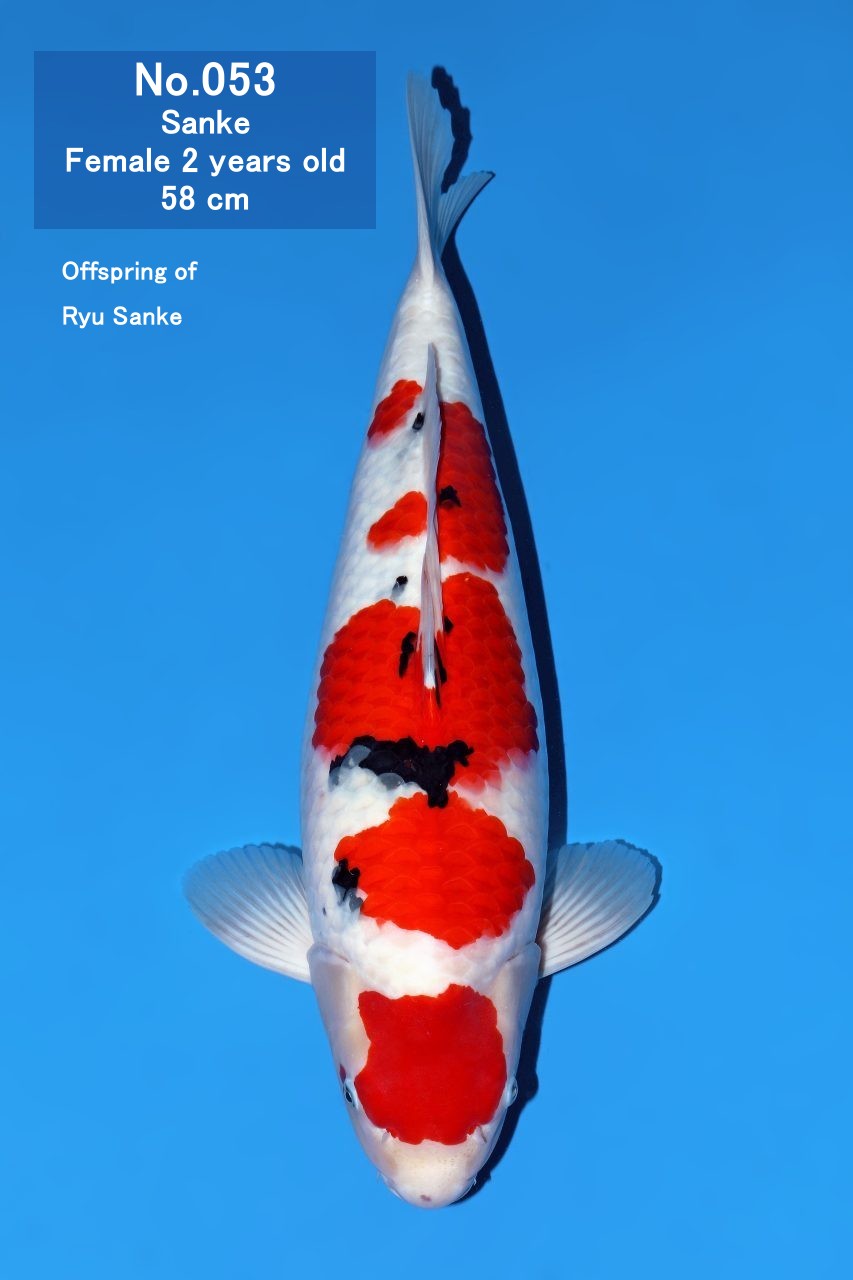Koi