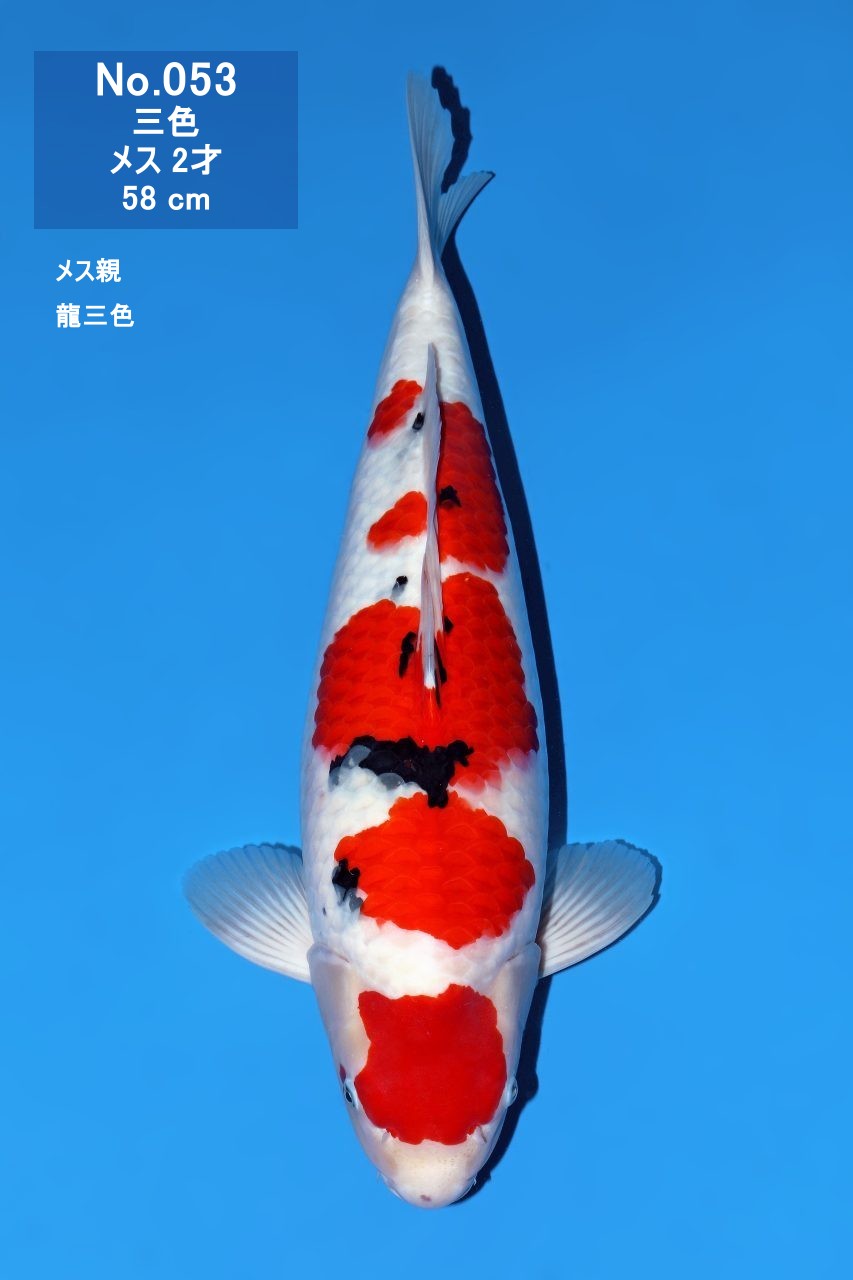 鯉