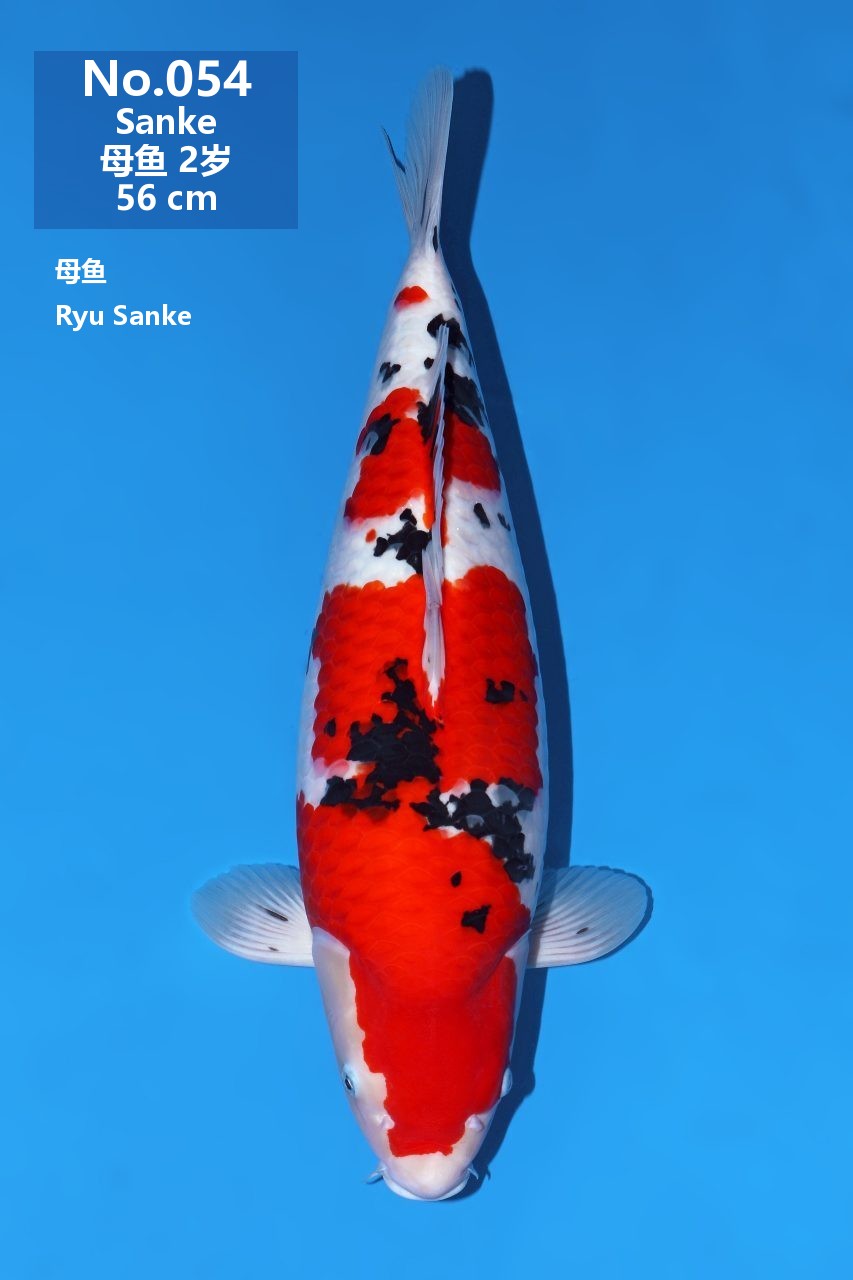 鯉