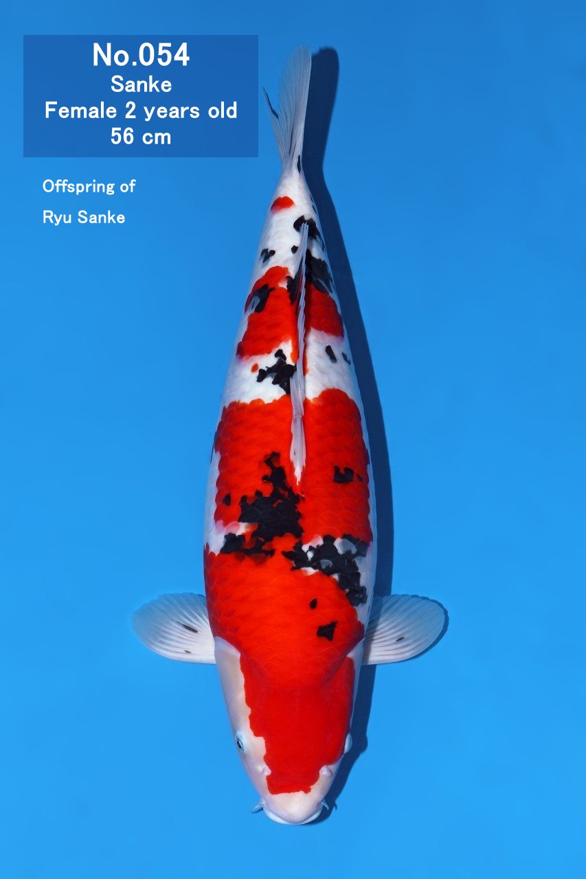 Koi