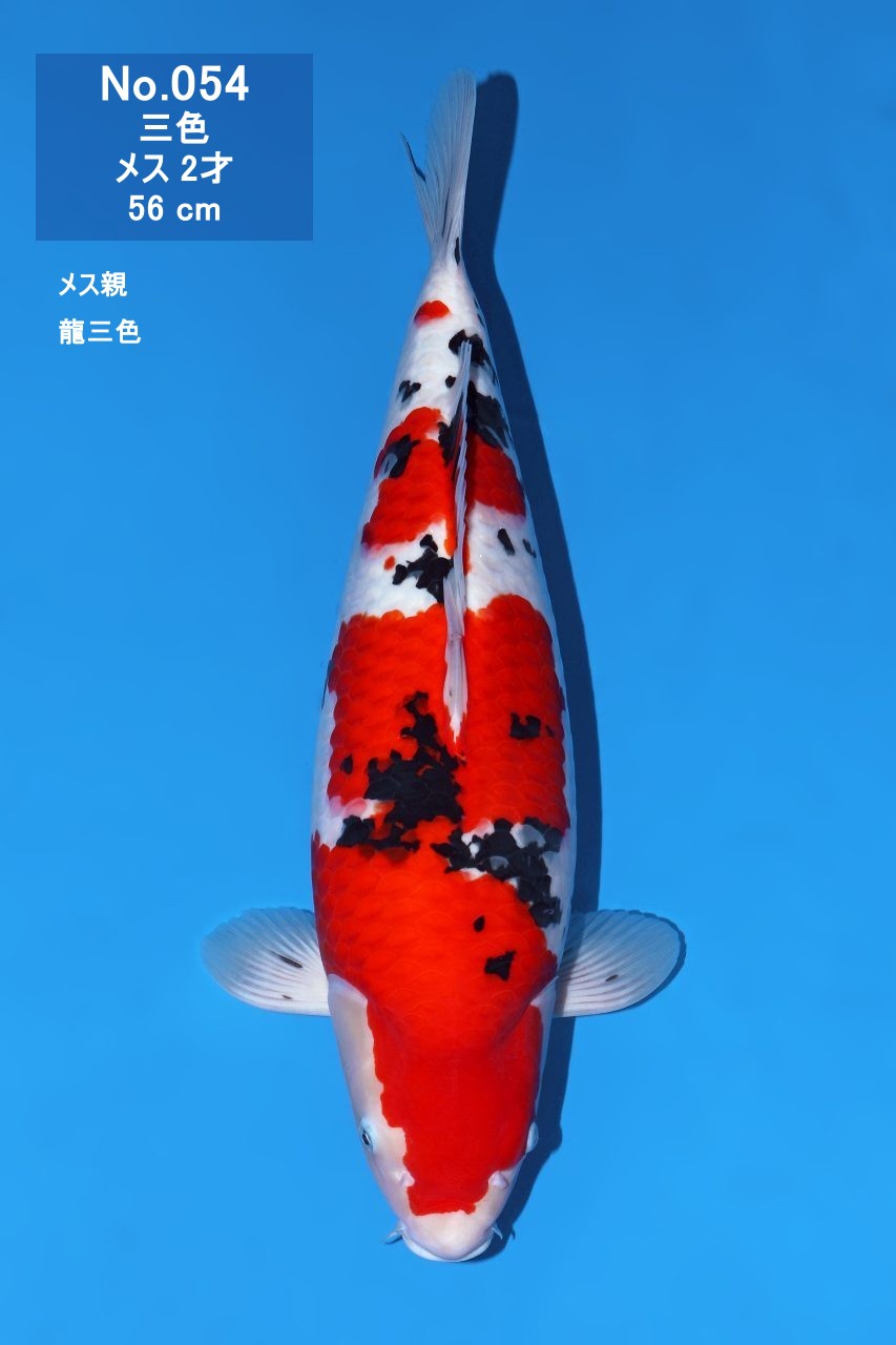 鯉