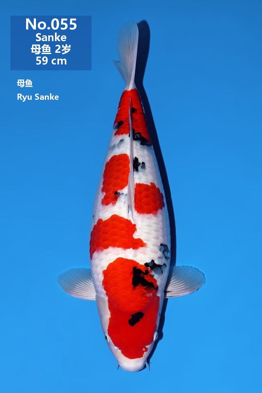 鯉
