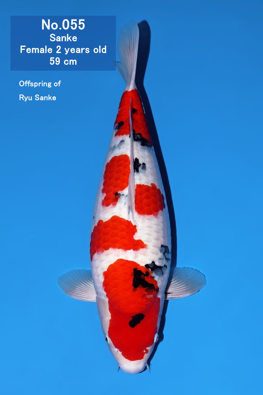 Koi