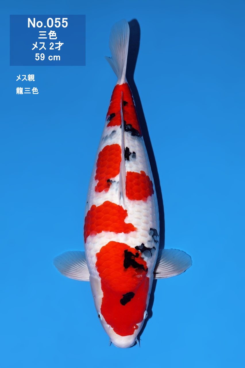 鯉