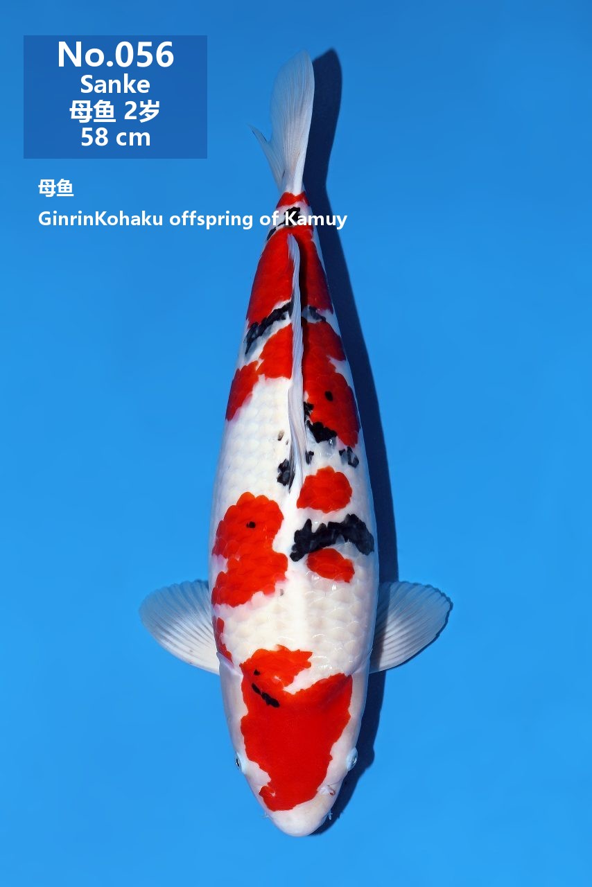 鯉