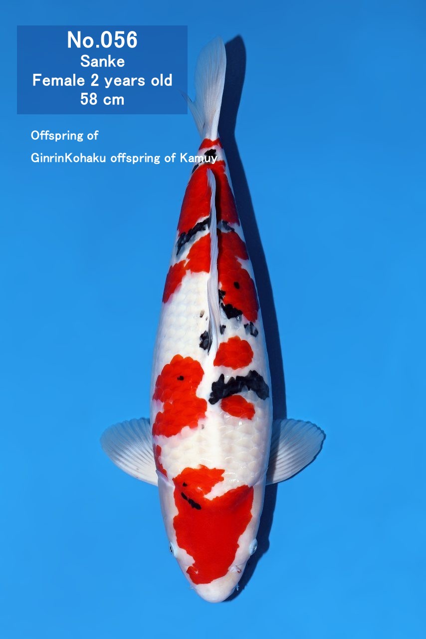 Koi