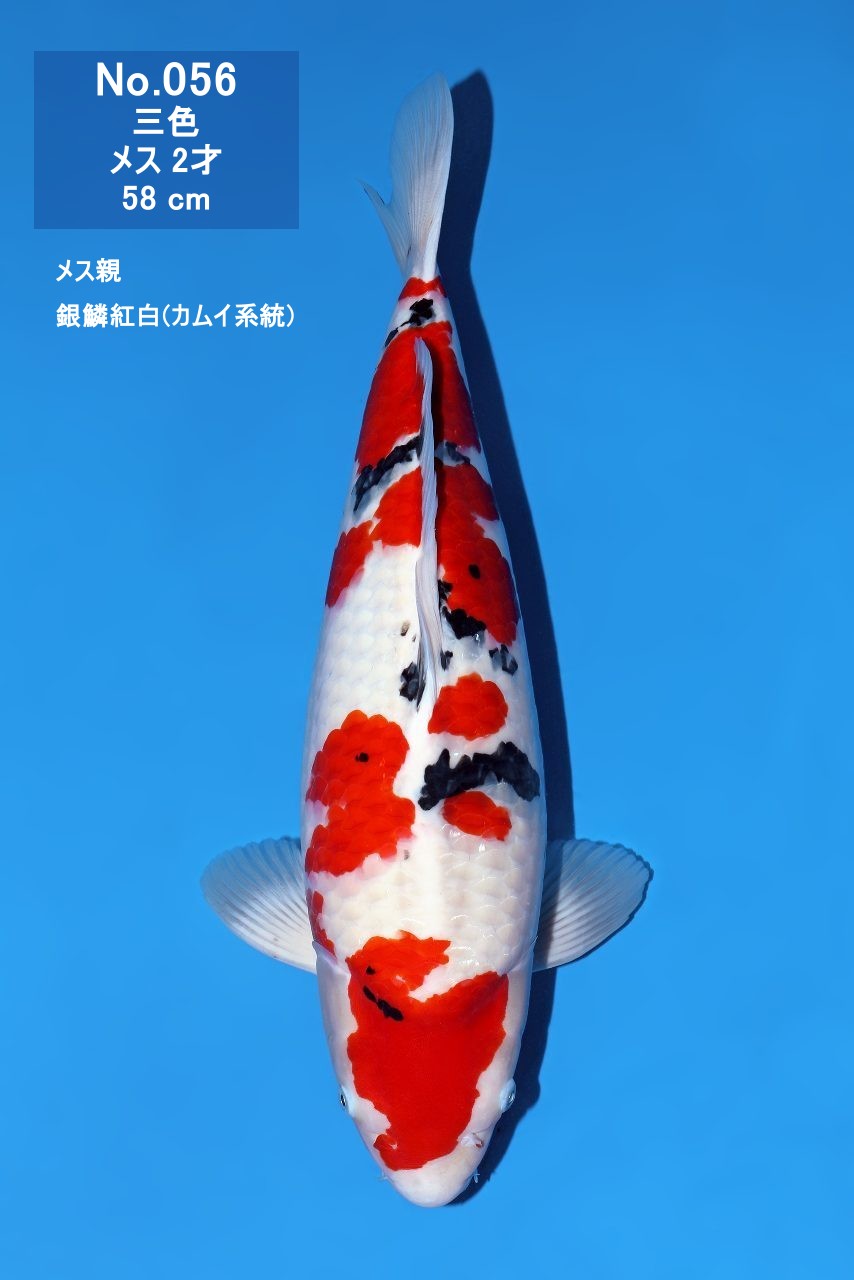 鯉