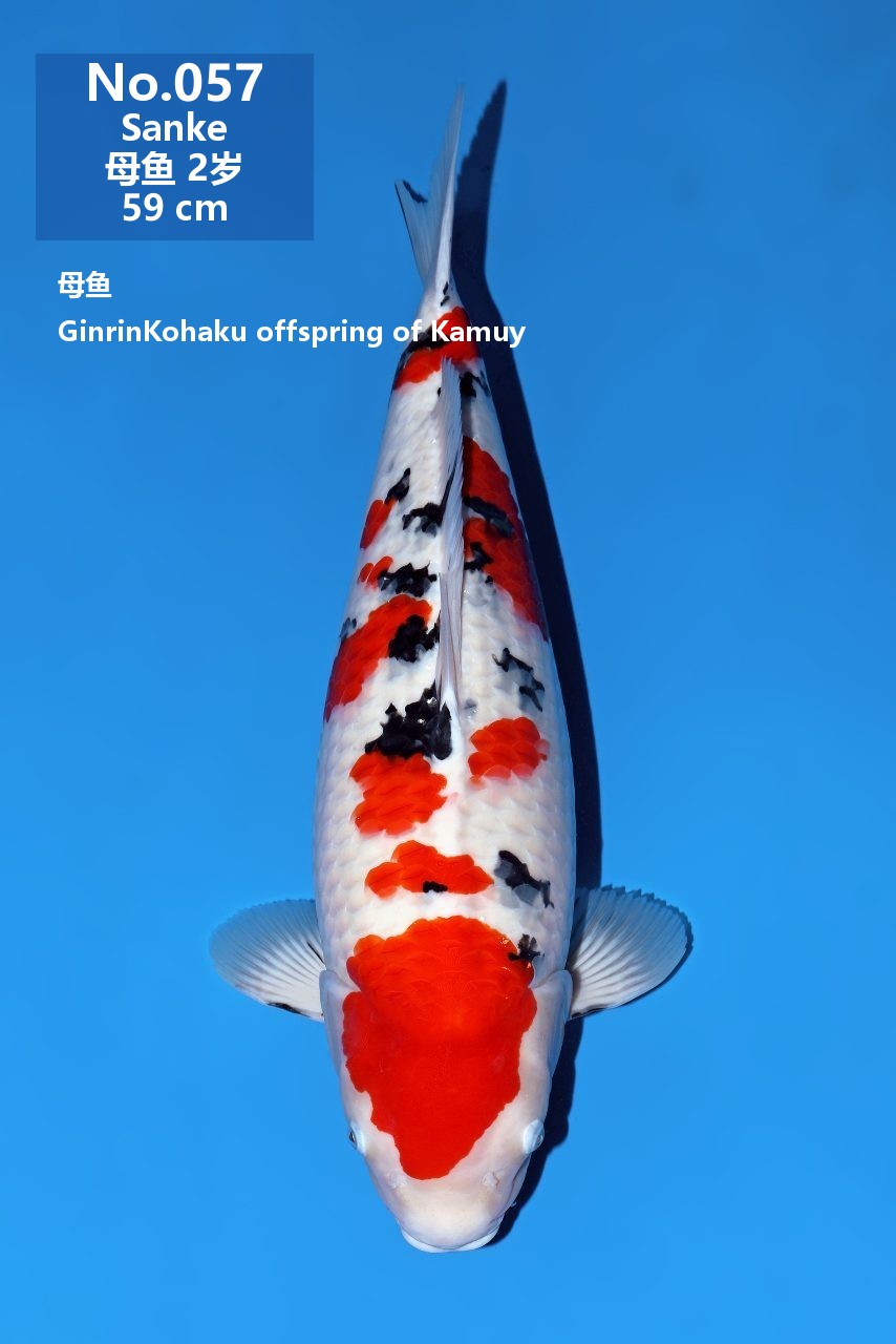 鯉