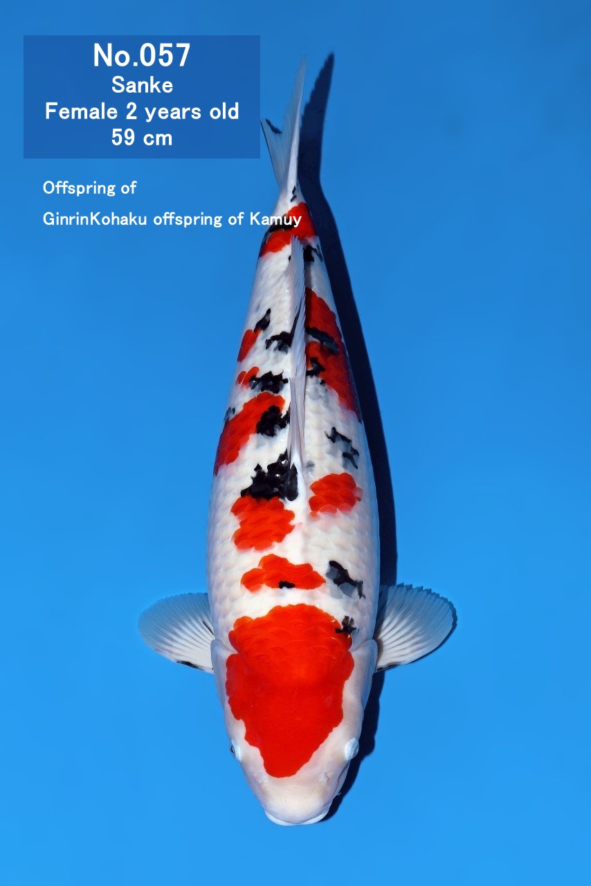 Koi