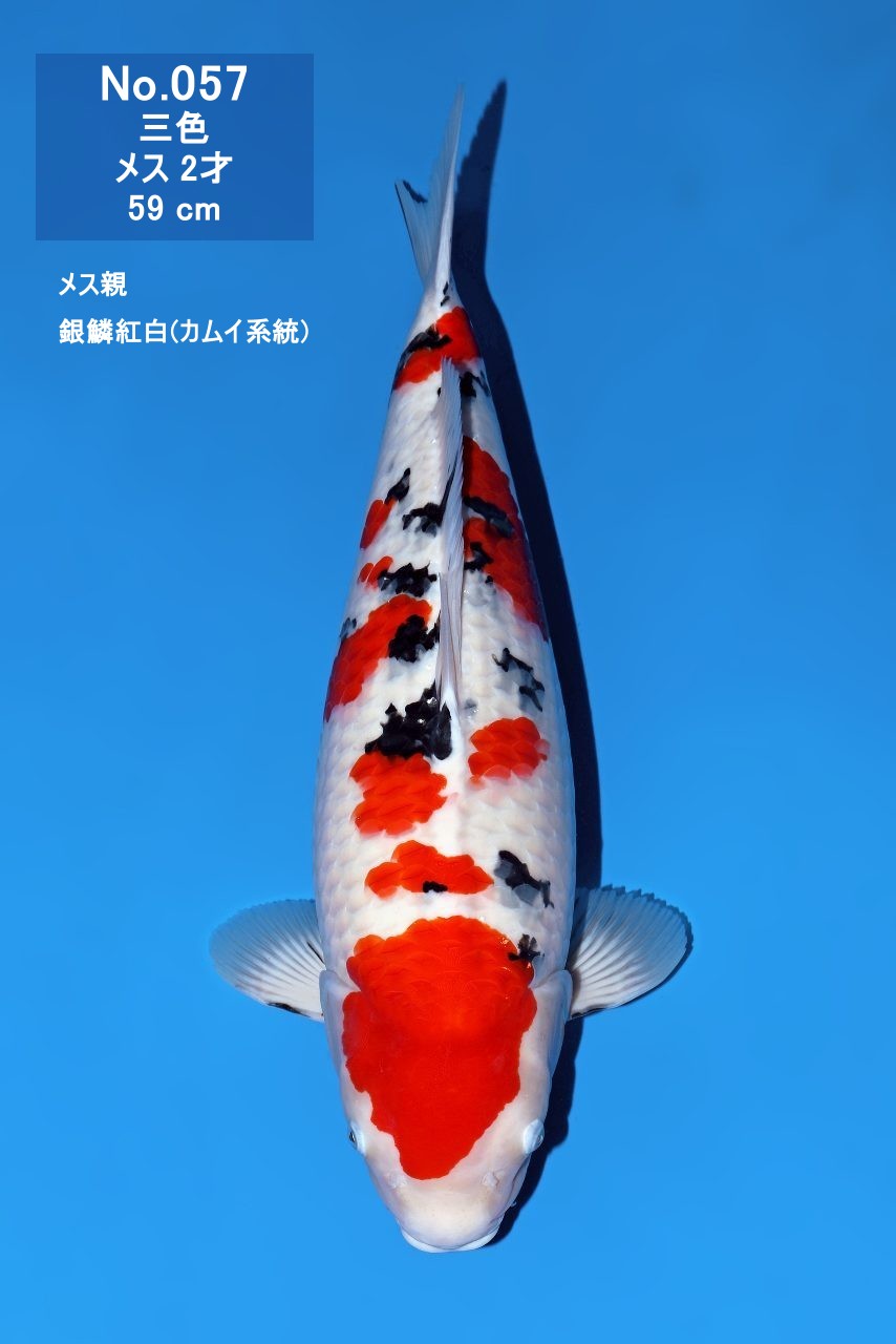 鯉