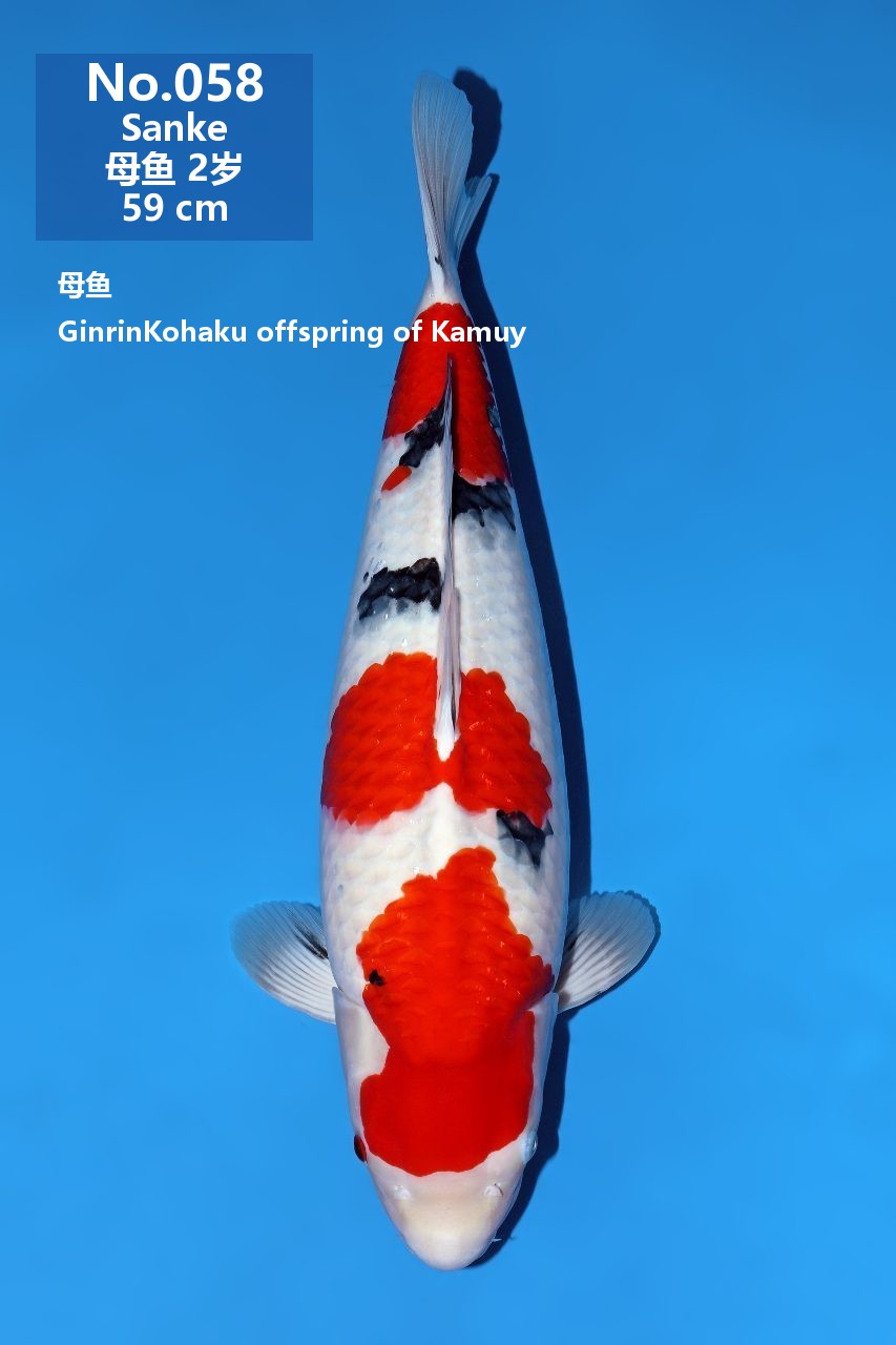 鯉
