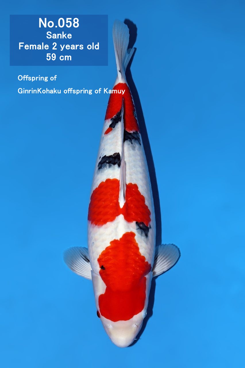 Koi