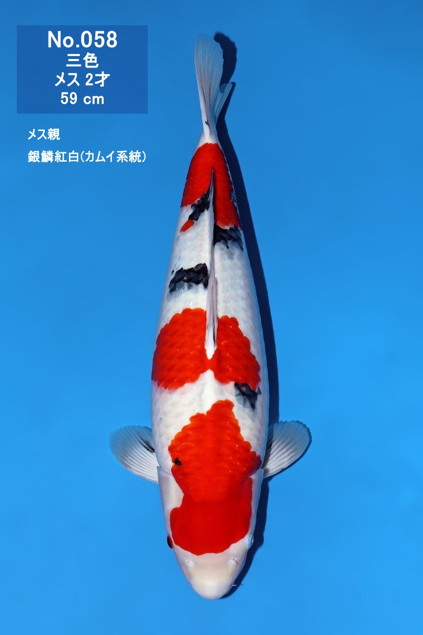 鯉