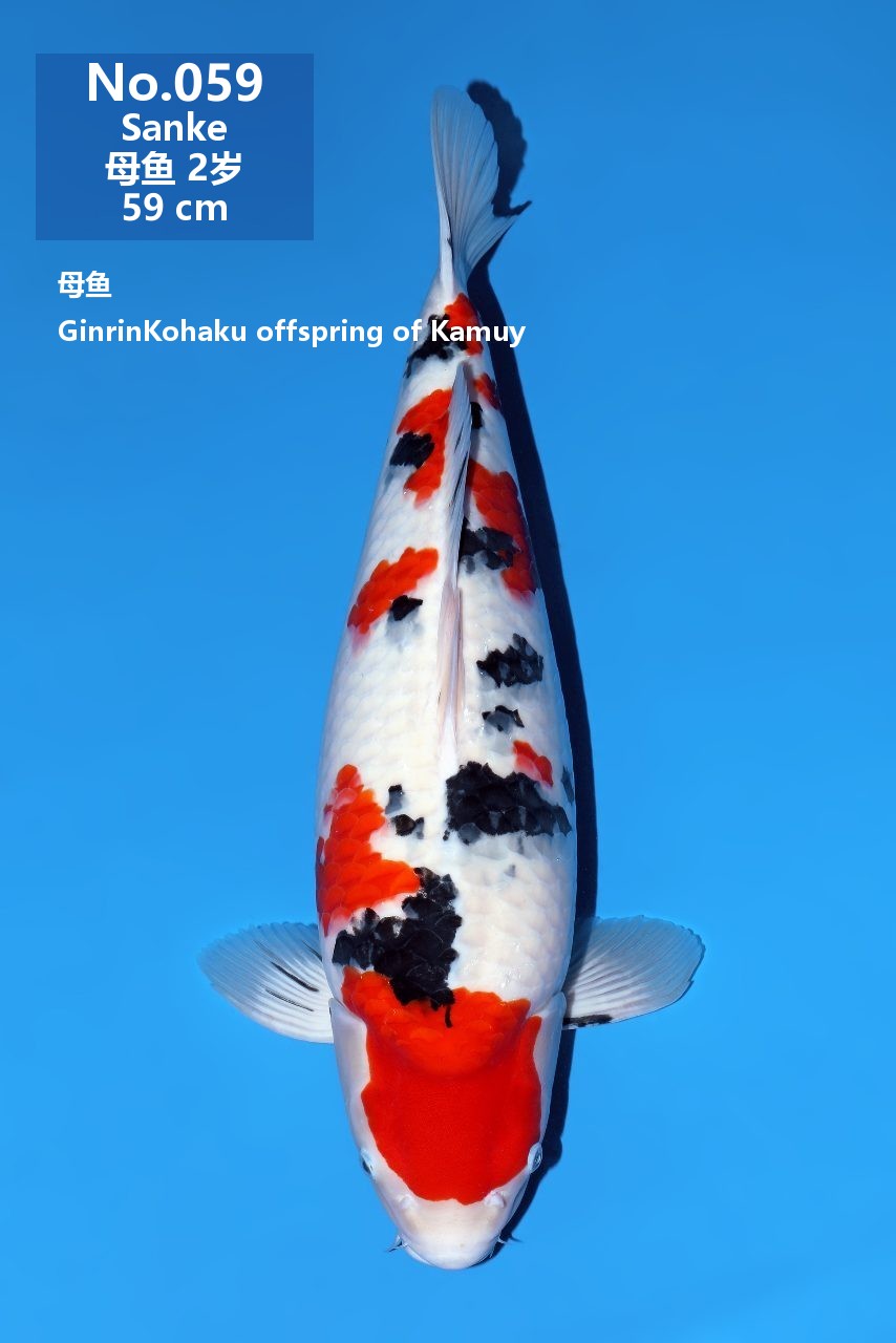 鯉