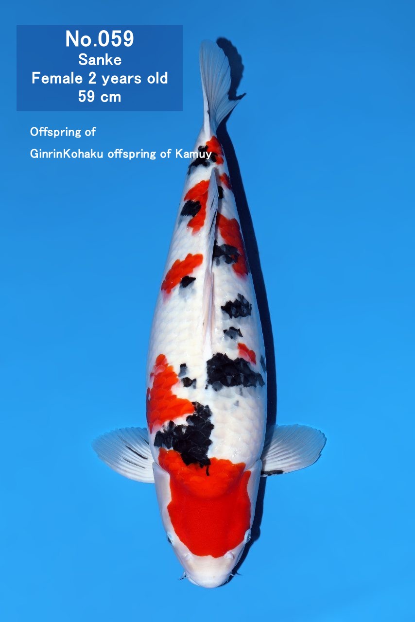 Koi