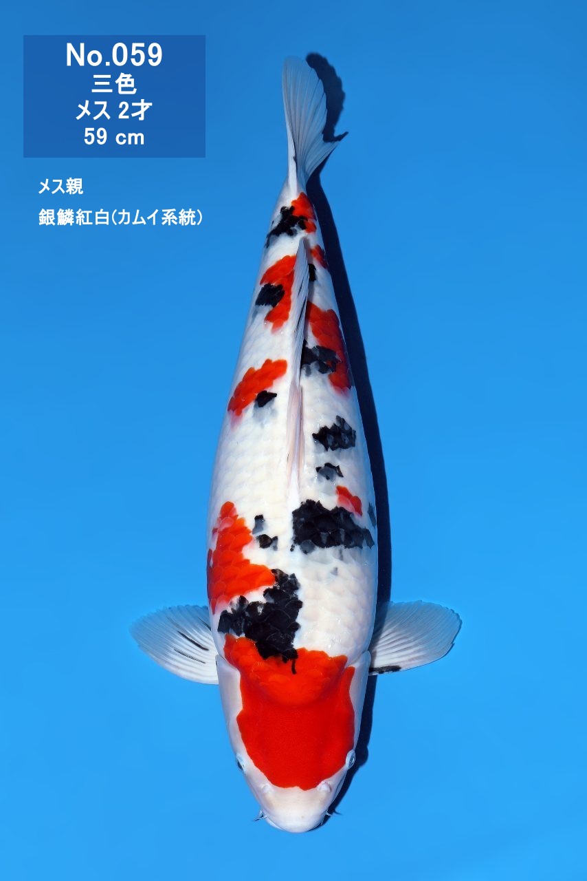 鯉