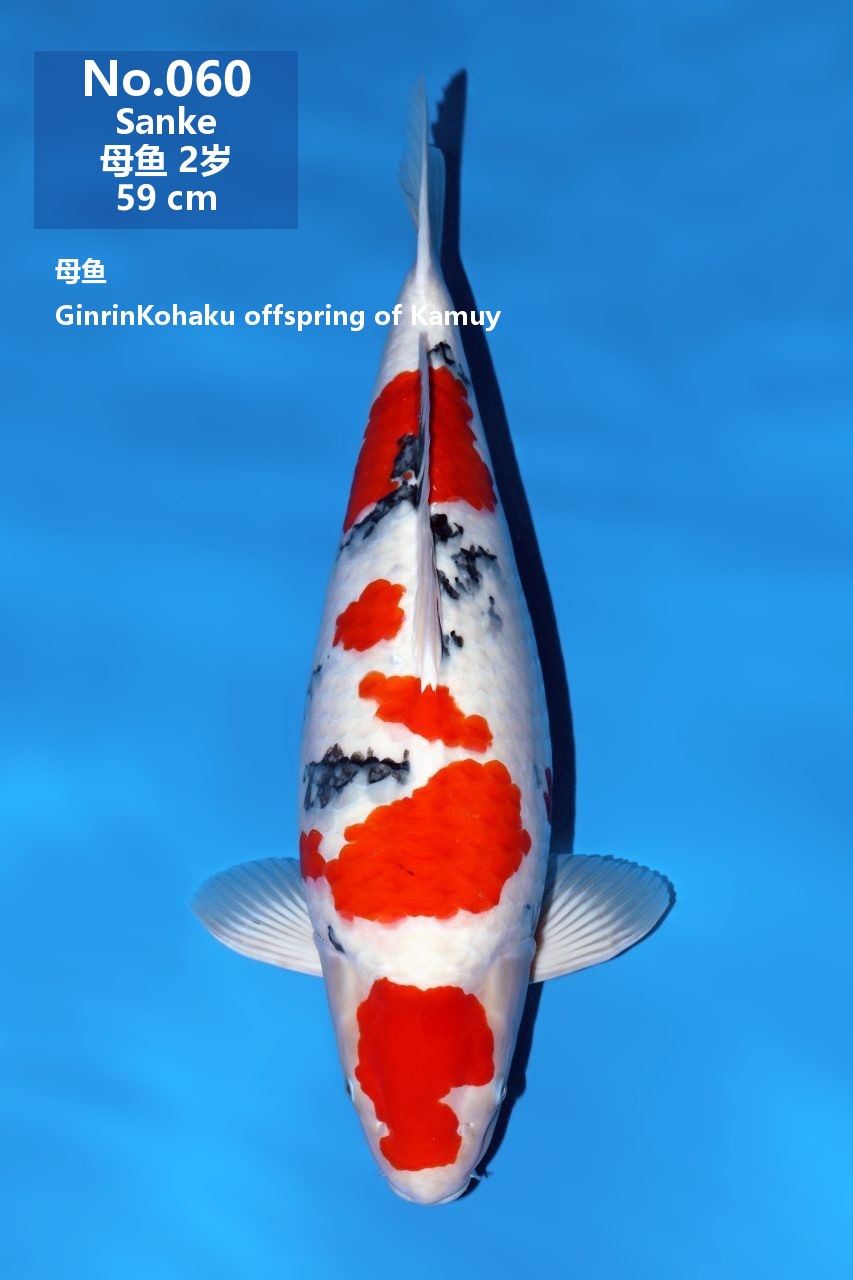 鯉
