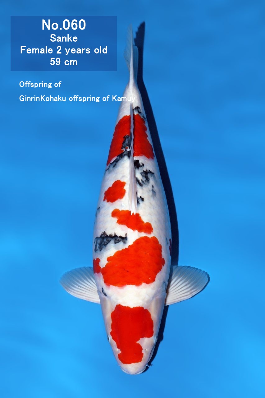 Koi