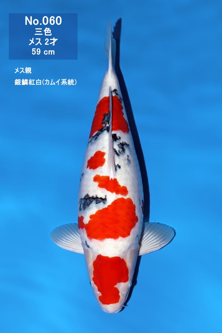 鯉