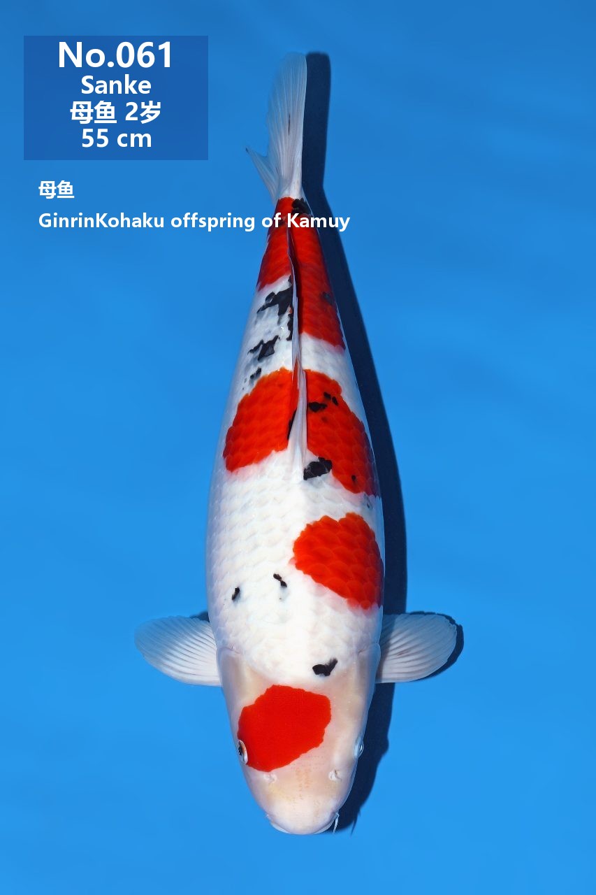 鯉