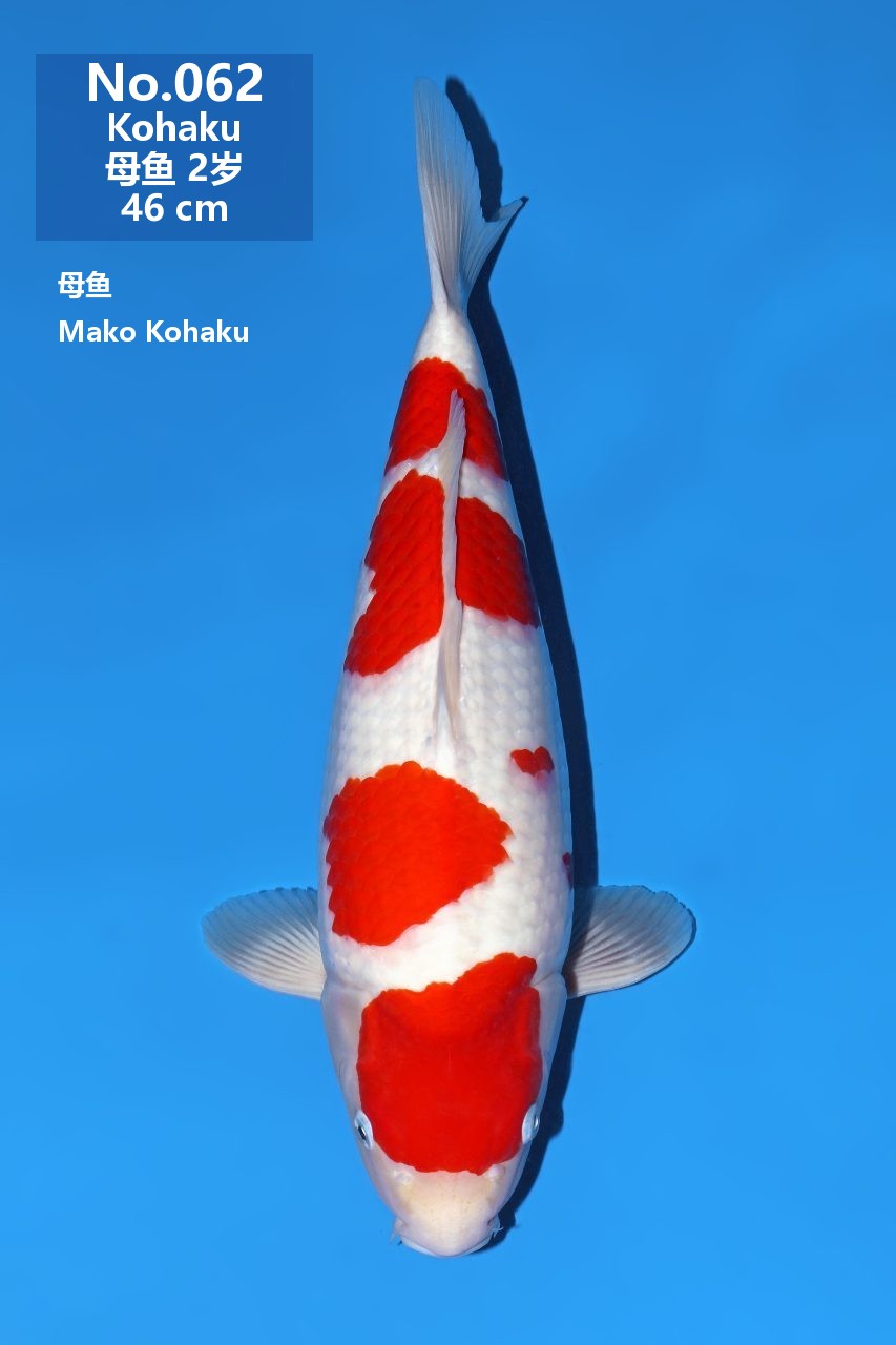 鯉