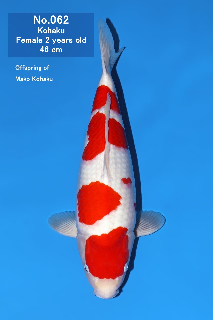 Koi
