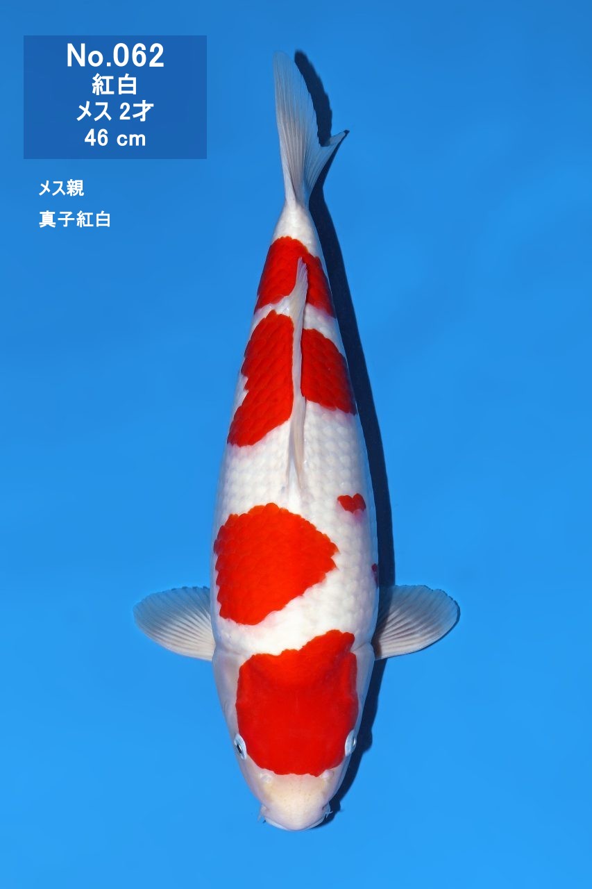 鯉