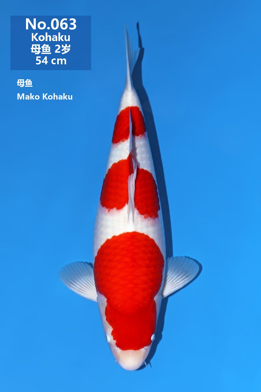 鯉