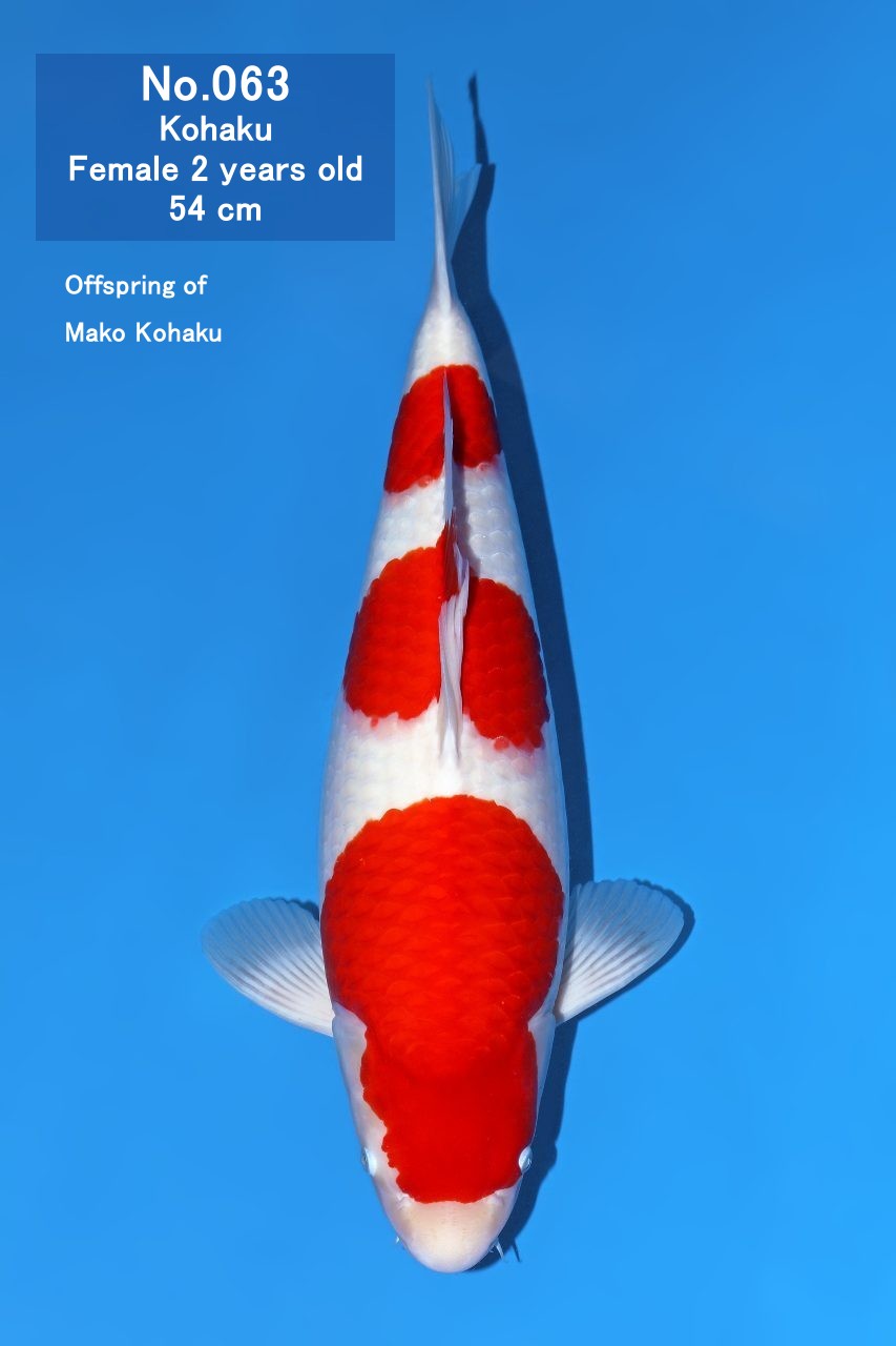 Koi