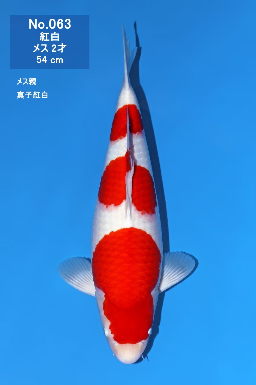 鯉