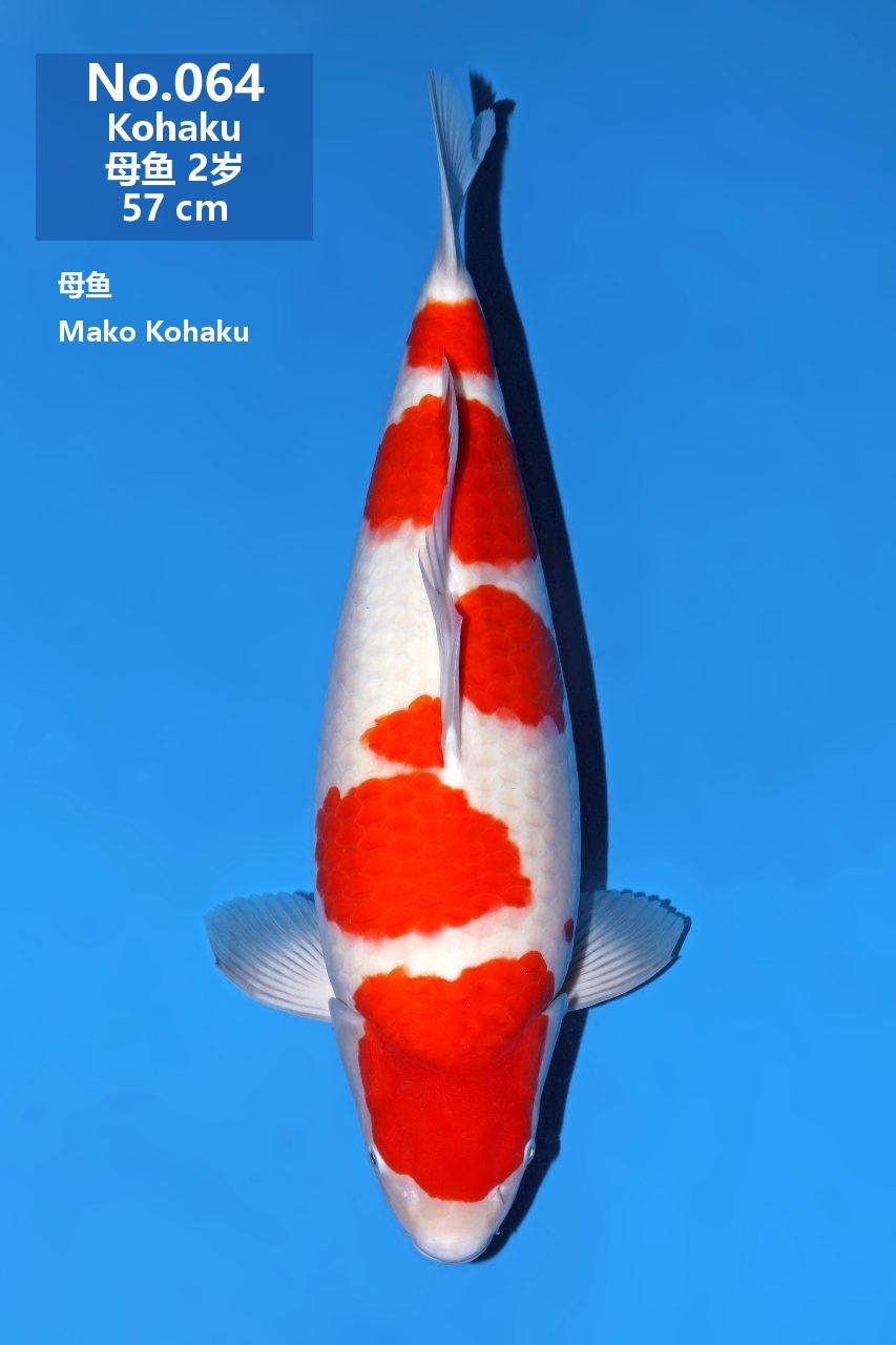 鯉