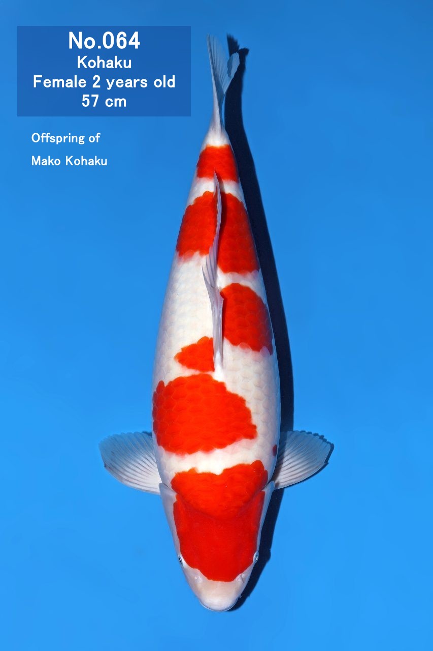 Koi