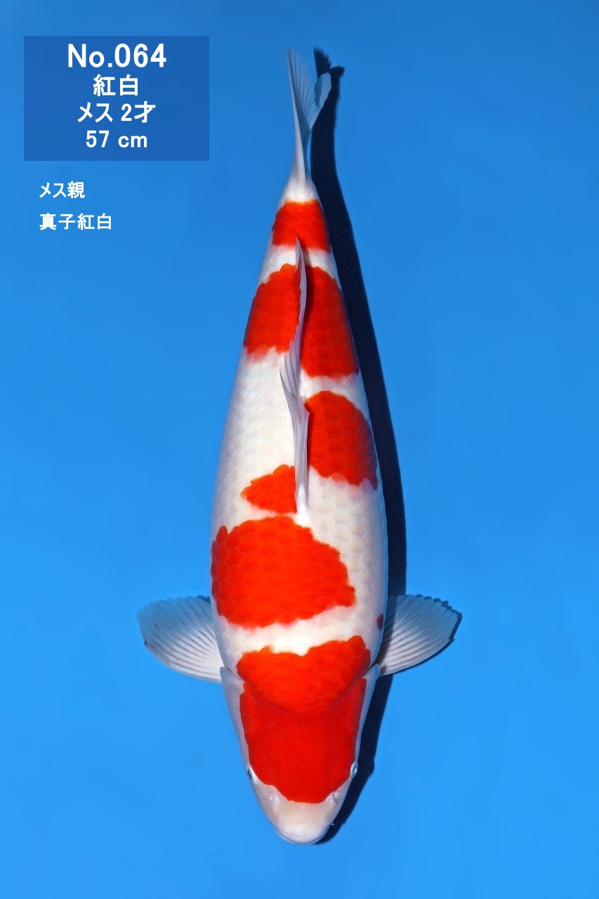 鯉