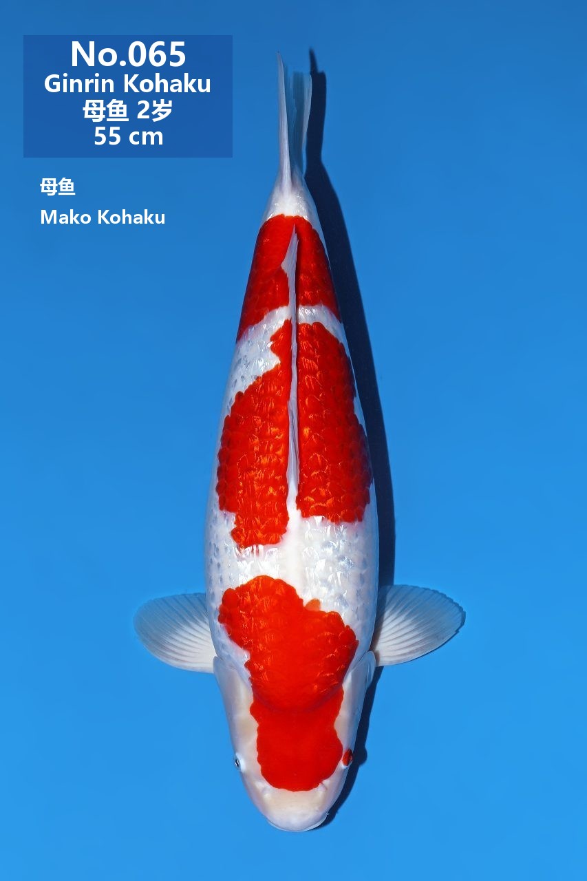 鯉