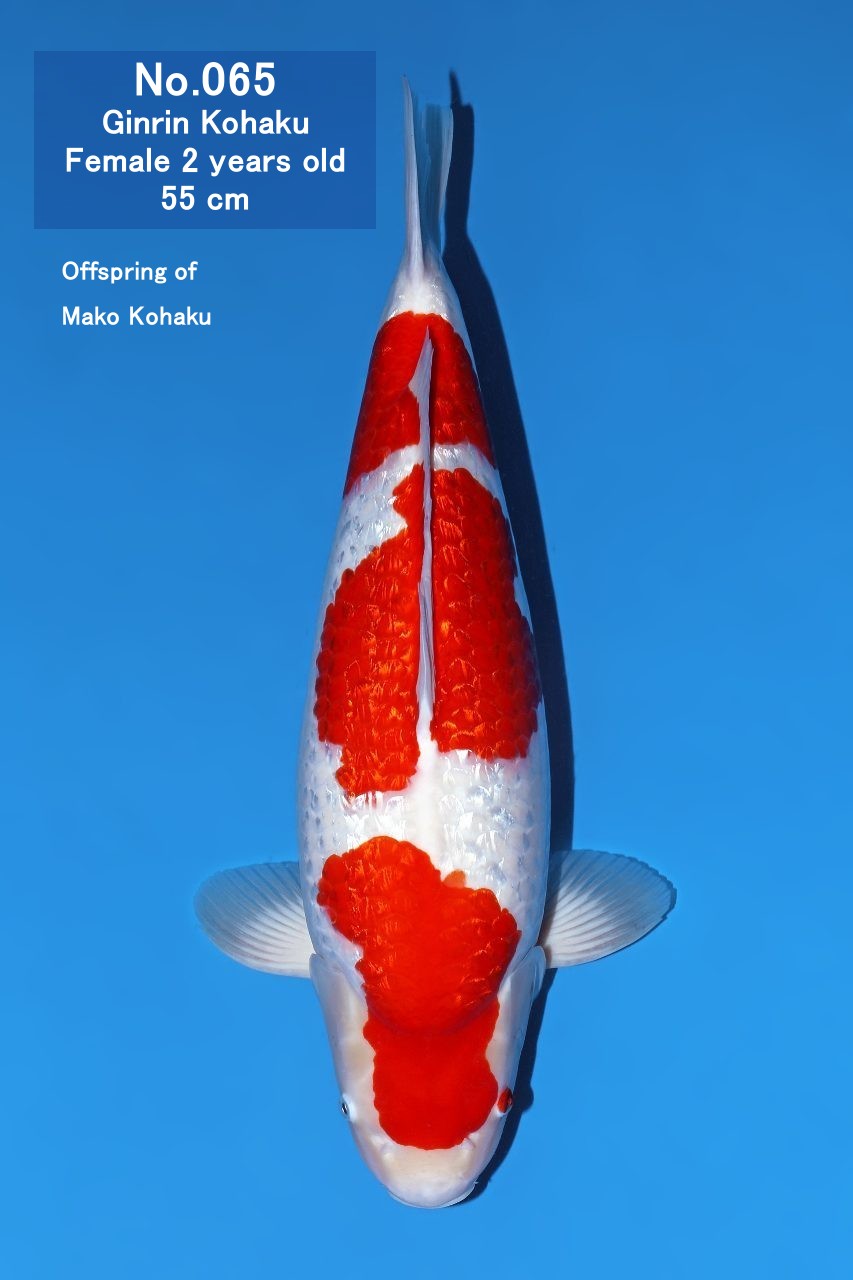 Koi