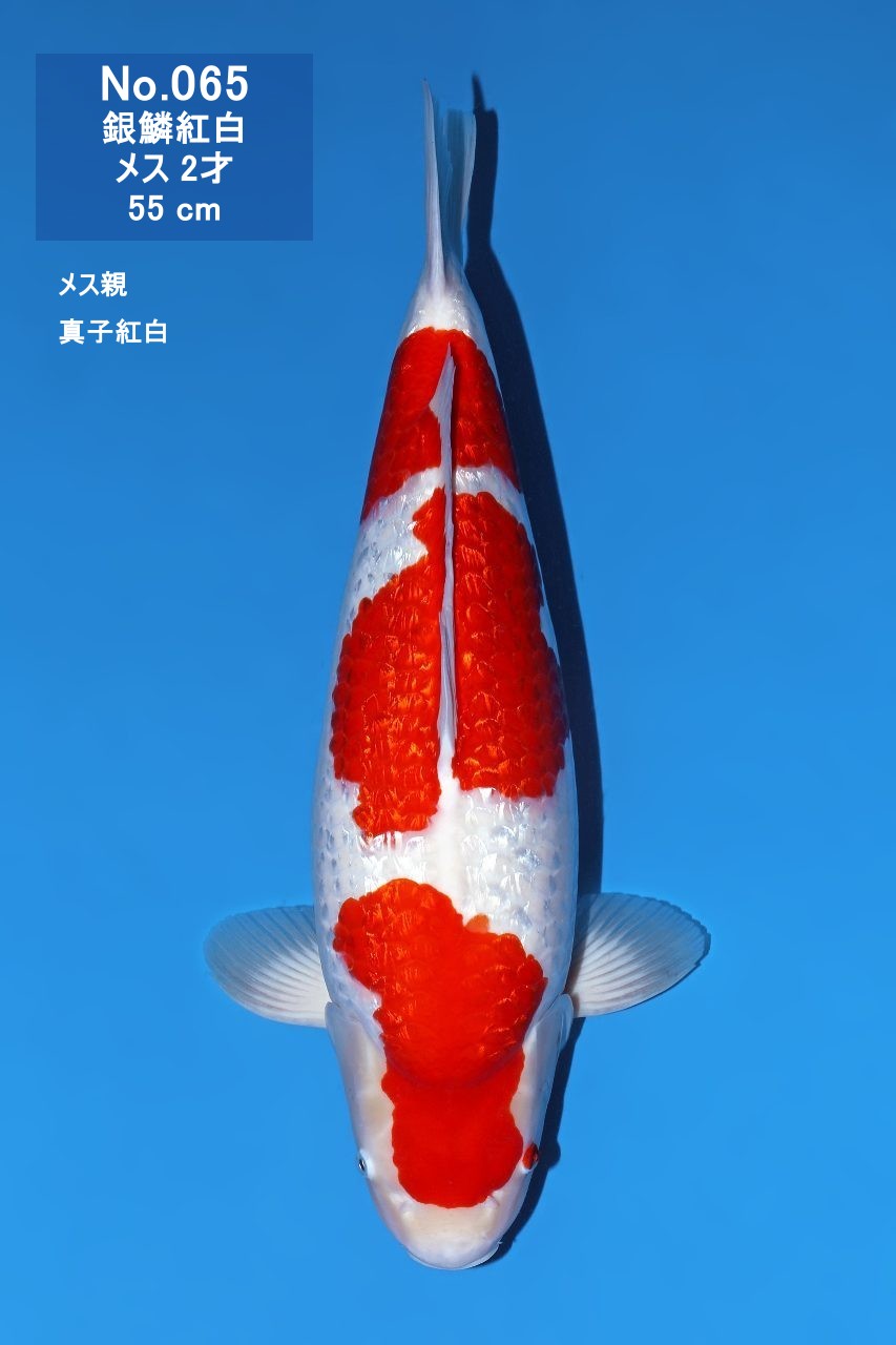 鯉
