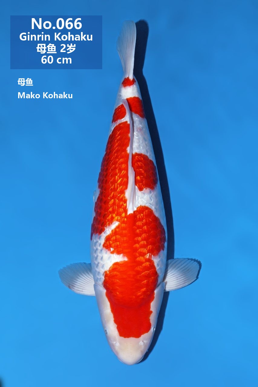 鯉