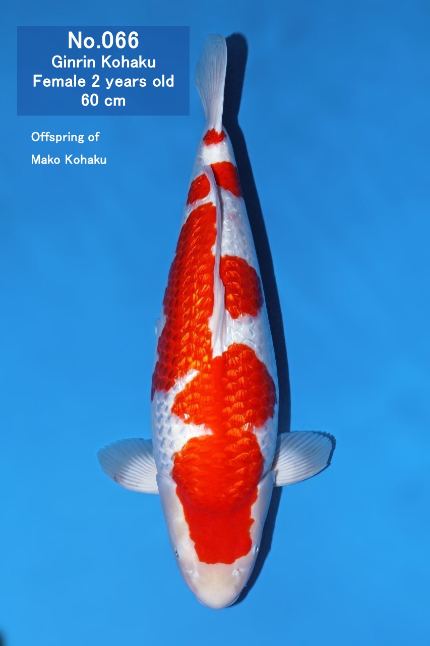 Koi