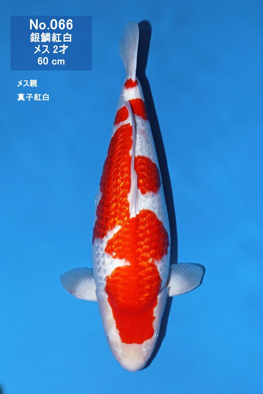 鯉