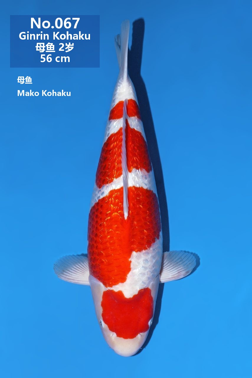 鯉