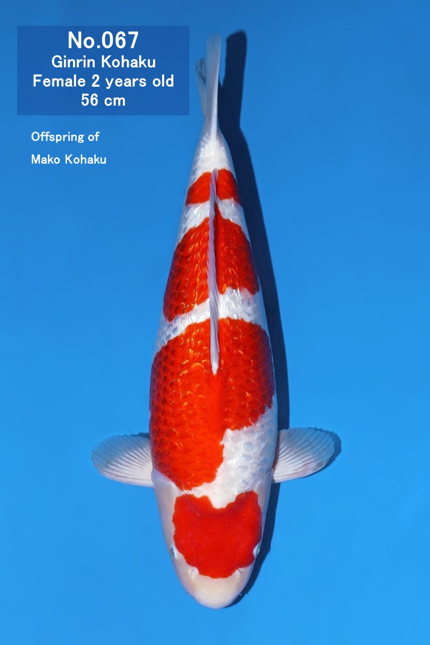 Koi
