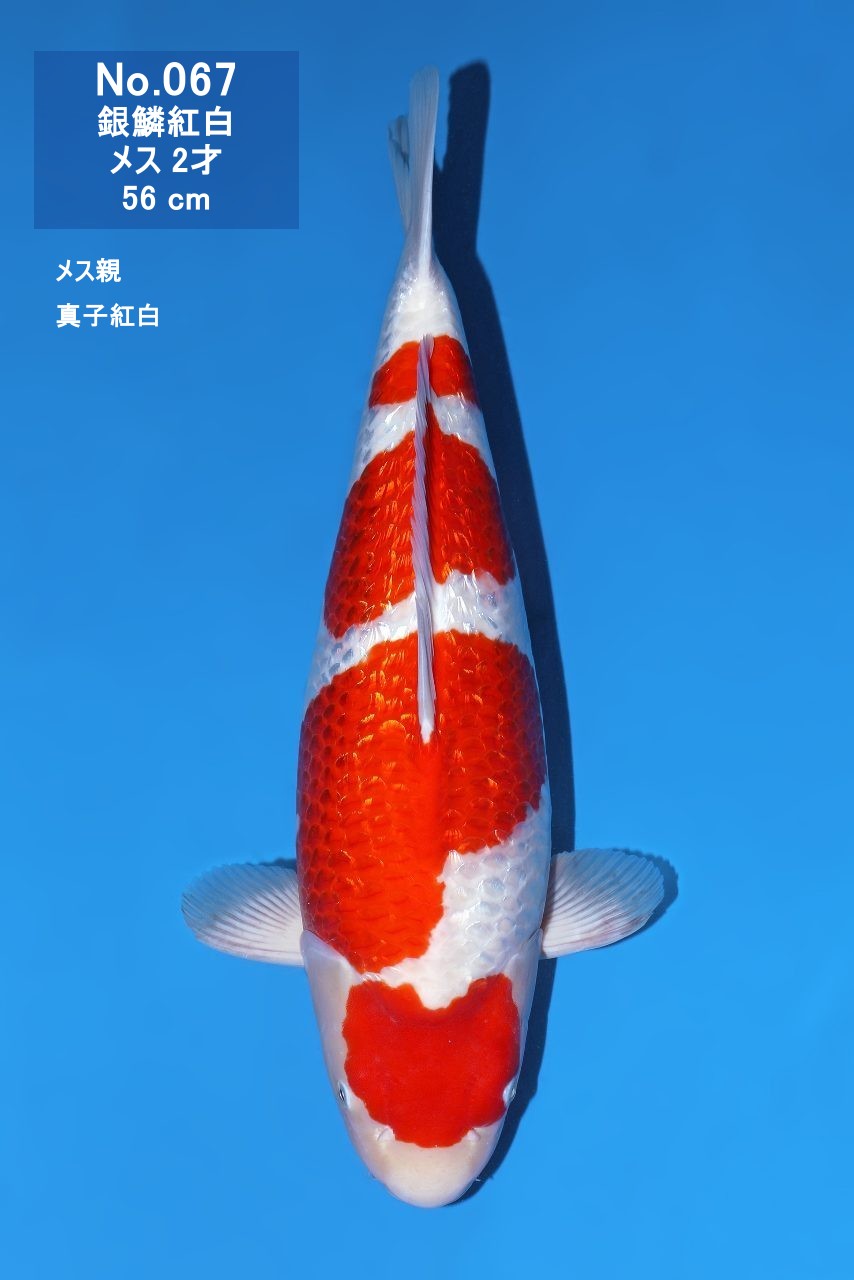 鯉