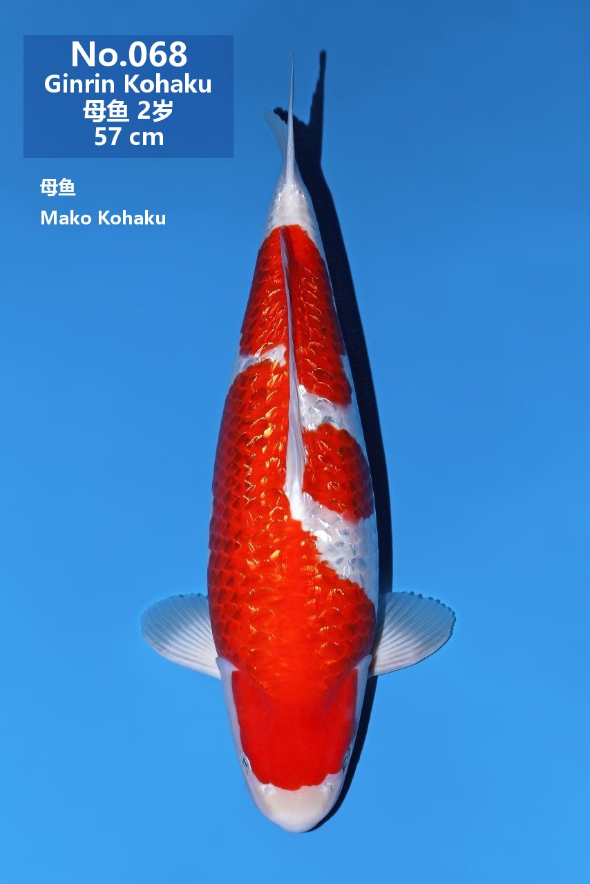 鯉
