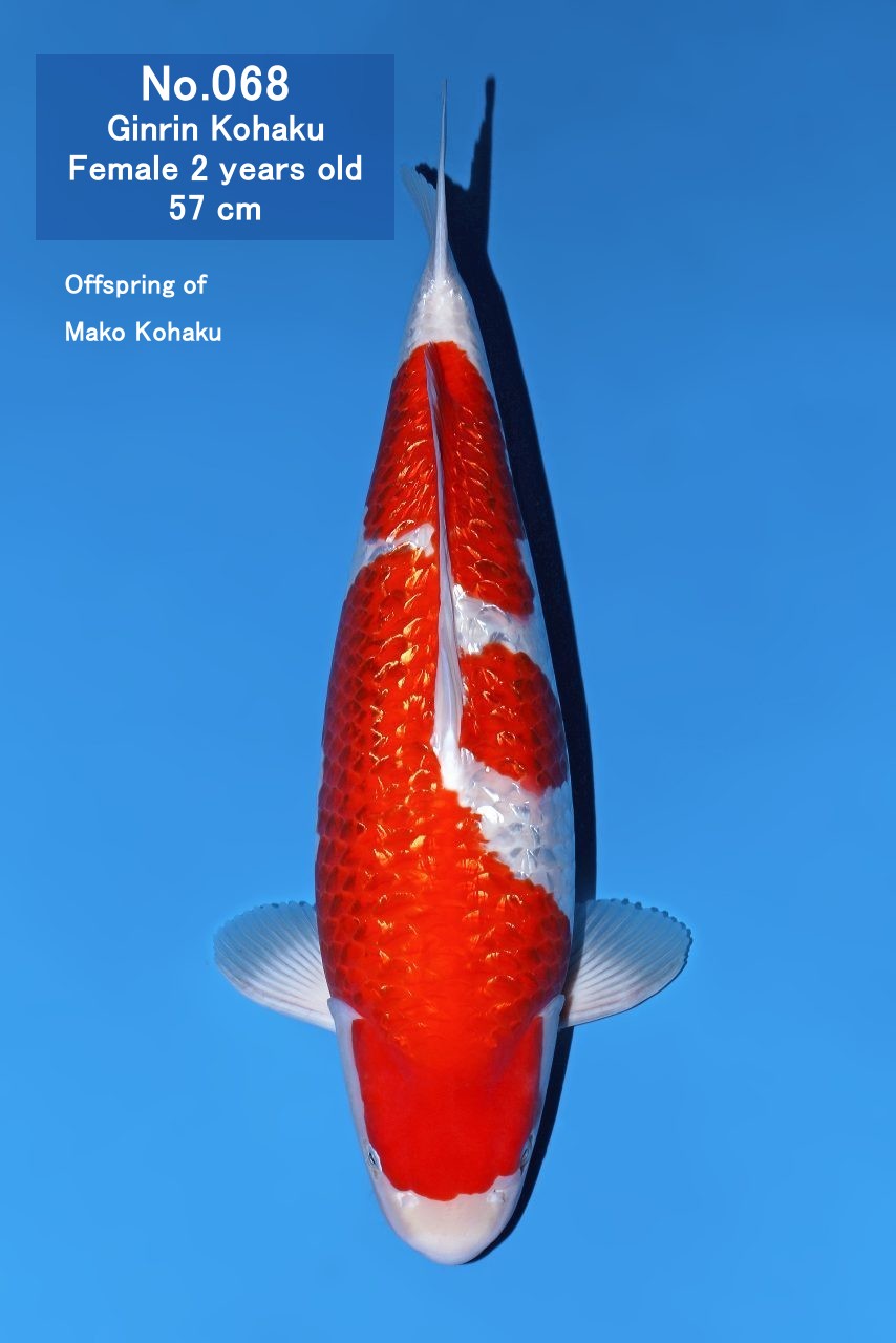 Koi