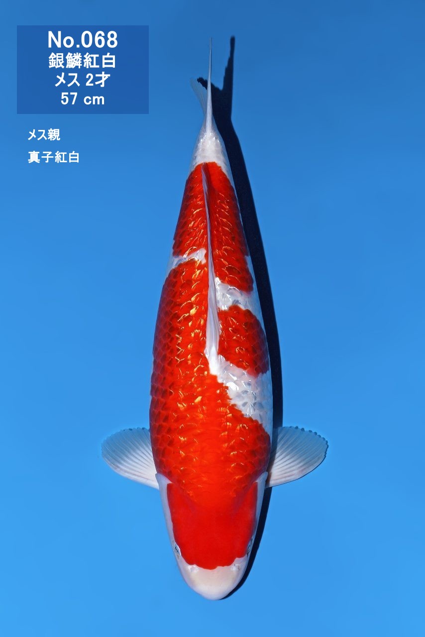 鯉