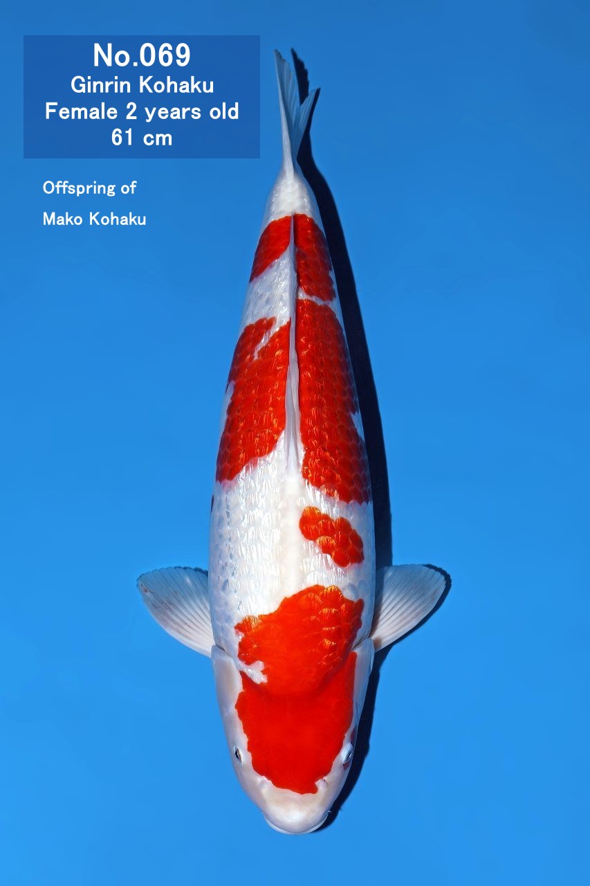 Koi