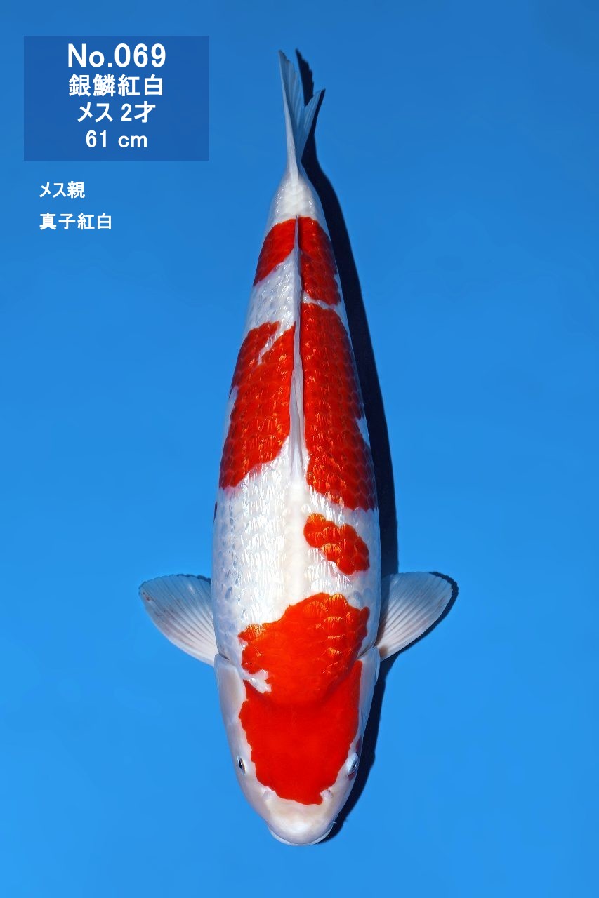 鯉