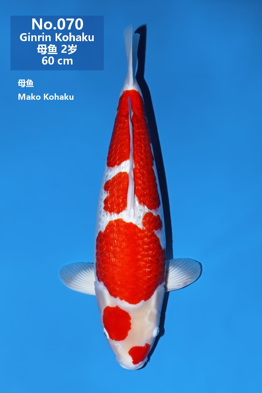 鯉